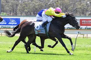 TWO OUT OF THREE FOR ZOUSTAR FILLY